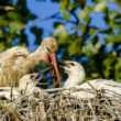Cigogne blanche nourrissant ses deux jeunes